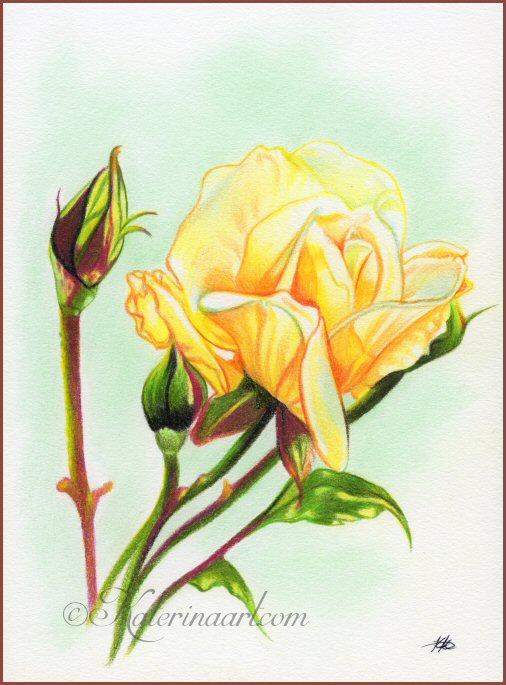Yellow rose  by katerina Koukiotis