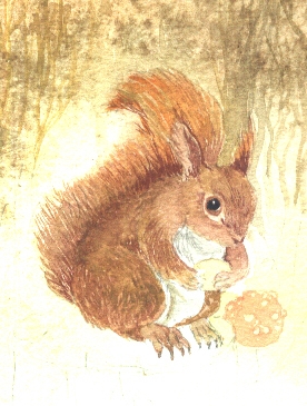 Red Squirrel by Carole Graham