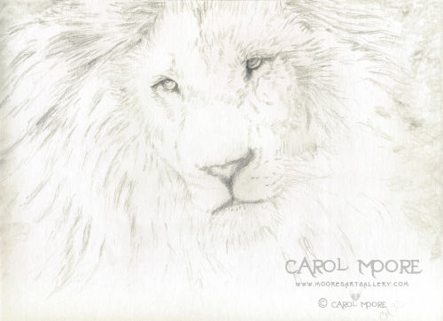 Lion by Carol Moore