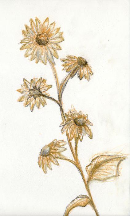 ochre flowers by Jen Knutson